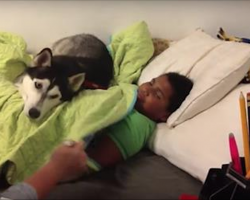 [Video] Husky Doesn’t Want To Let Her Boy Out Of Bed