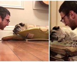 [Video] This Family Has The Sweetest Way Of Waking Up Their Old Blind Pug