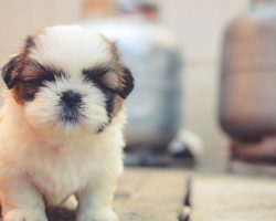23 Small Dog Breeds That Are The Cutest Creatures On The Planet