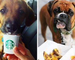 15 Chain Restaurants & Drive-Thrus With (Secret) Menu Items For Dogs