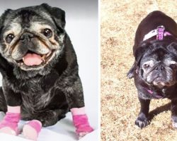 All This Pug Needed Was A Pair Of Socks, And His Life Totally Changed