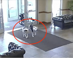 Everyone was caught off guard when two pit bulls wandered into the hospital…No Way!