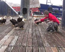 [Video] Fisherman Is Feeding A Huge Flock Of Bald Eagles, Then The Camera Pans Left…