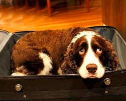 Hospital doesn’t allow pets – Man sneaks dog into hospital in suitcase to say bye to dying wife