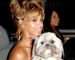 12 Celebrity Shih Tzu Owners