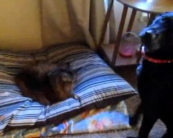 How These Dogs React To Finding Cats Sleeping In Their Beds Will Leave You In Stitches