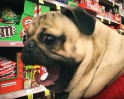 This Pug Parody of “All I Want for Christmas…” Will Have You Laughing All Day Long!