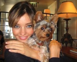 20 Celebrity Yorkie Owners