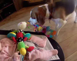 Dog steals toy from the baby and makes her cry. How he apologizes will have you laughing!