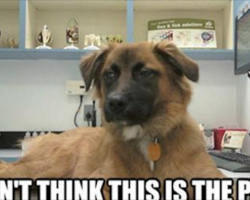 20 Funny Dog Memes That Will Have You In Stitches