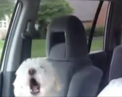 Cute Dog Has The Most Adorable Reaction To Going On A Road Trip