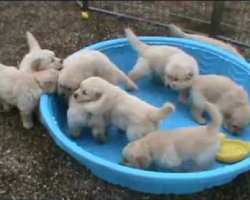 5 week old golden retriever puppies are really mad over THIS!