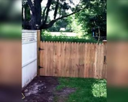 Man repairs fence to contain dog, hilarity ensues seconds later
