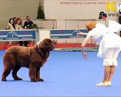 Woman and her dog step onstage, paralyze crowd with an incredible show routine