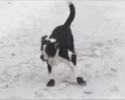 Instant Karma Strikes Man After He Laughs At His Dog Slipping On Ice