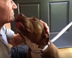 Patrick Stewart Greets The Pit Bull He Will Be Fostering And Falls In Love
