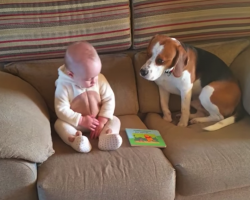 Dog Shocked All His Family Members When He Did This… Oh My!
