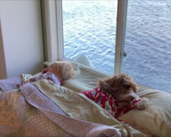The boy and dog just woke up, and their morning routine will put a smile on your face