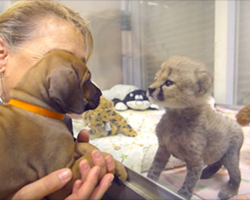 A dog and cheetah met as babies — and just wait until you see them now