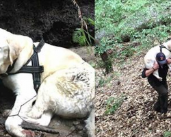 Blind Labrador Rescued After One Week All Alone In The Mountains