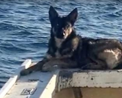 Owner Reunites with Dog Who Was Lost at Sea For Over A Month