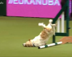Hilarious Jack Russell Steals The Show at Crufts Rescue Dog Agility Competition