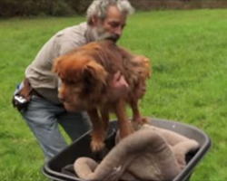 Old dog was chained for 14 years. Then old man arrives and changes her life