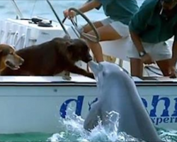 Wild Dolphin Swims Up Close To Give Dog A Kiss