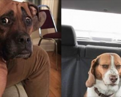 14 Hilariously Candid Dog Photos