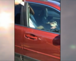 As they try to rescue a dog in a hot car, the owner approaches and says this…