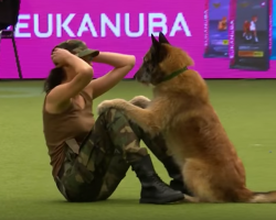 A dog doing CPR, push-ups, squats and sit ups? What did we just witness?