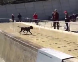 Dog Has No Idea He’s Standing On A Water Fountain. Now Watch When Water Shoots Out…