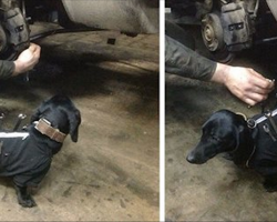 This Tool-Dog Is An Auto Mechanic’s Best Friend. He Helps Humans Fix Cars!