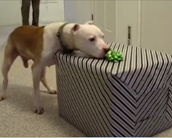 This dog just beat cancer. Now he opens a gift for a birthday he wasn’t supposed to live to see.