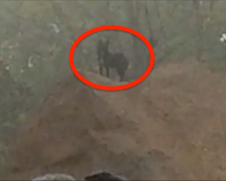 2 women found this dog in a junkyard and decided to scan for a microchip
