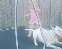Cute Bull Terrier is So Excited to Play on Trampoline with Her Little Human
