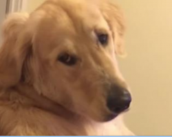 Dog Frowns At His Owner But Then Does The Goofiest Thing