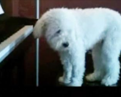 Owner received noise complaints from neighbors, so they set up a nanny cam. This what they saw LOL