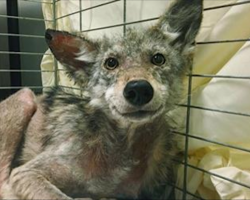 Rescuers save shivering coyote who was hit by car – It can’t stop smiling after being rescued