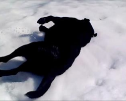 Dad grabs his camera, records family dog “sliding” in the snow in hilarious fashion