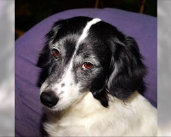 Can Dogs Tell If You’re A Bad Person? The Answer Is Fascinating