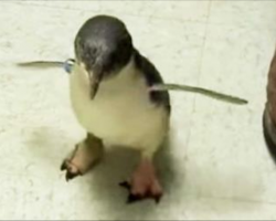 Tiny penguin looks for his caregiver. When he finds him, his reaction is pure joy