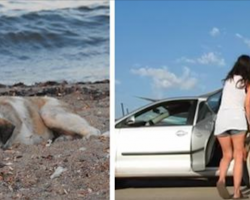 Lonely dog on beach is desperate for human companionship. Then she lures him into her car