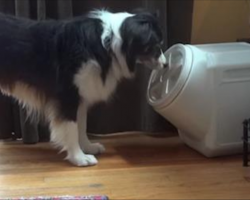 Dog Outsmarts Supposedly Dog-Proof Food Container