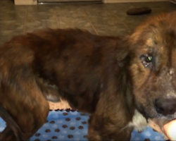 Hurt so badly he couldn’t be adopted, watch this puppy eat his first meal in a loving home