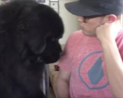 Adorable Newfoundland Dog Wants Hug From Daddy