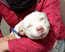 Photos Of Shelter Dogs The Moment They Realize They’re Being Adopted