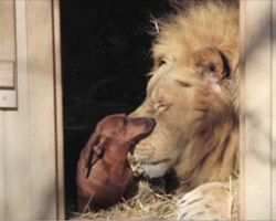 Tiny Dachshund Walks Right Up To 350-Pound Lion And Starts Licking His Teeth