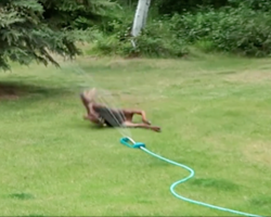 Baby moose caught playing in sprinkler in family’s backyard