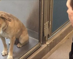 The Difference One Day Makes In A Shelter Dog’s Life